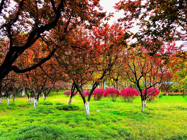 不負春光，到黃興公園春天玩點花的