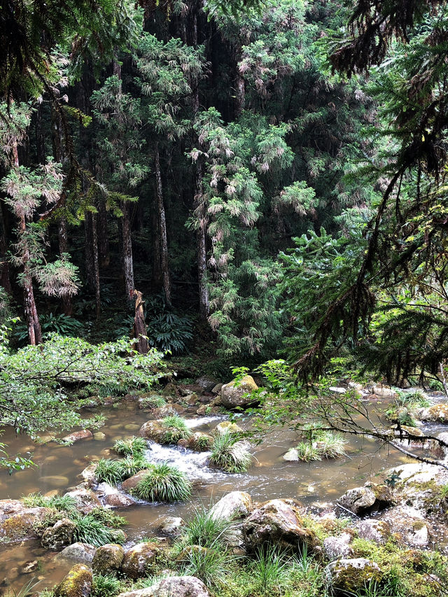 【台灣環島】第九站·杉林溪