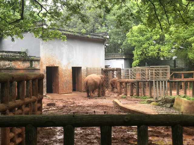 杭州動物園春天怎麼玩？一熊三節目圓圈轉！