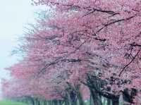 Seven Kilometers of Hanami