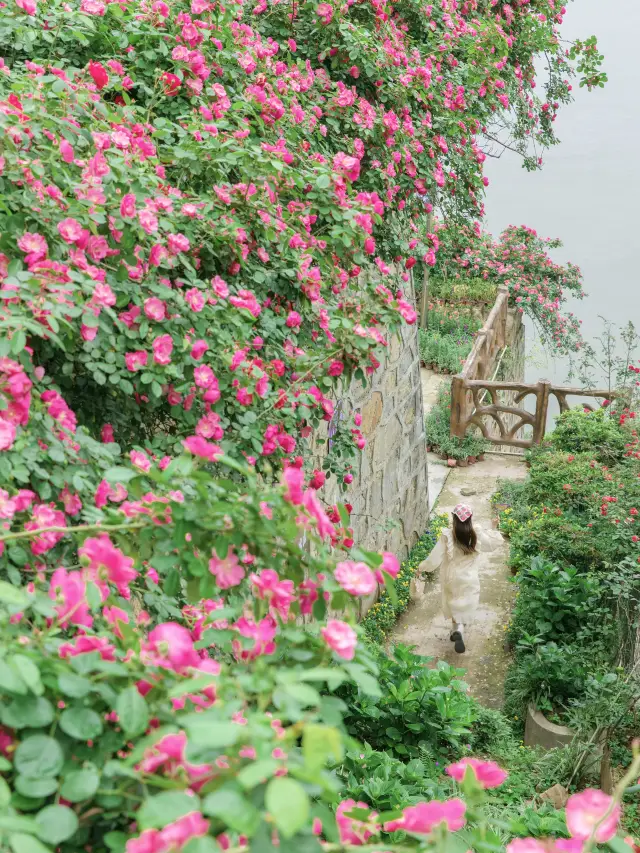 청주 주말 여행|강가에 아름다운 장미 꽃벽 사진 찍기 너무 멋져요!
