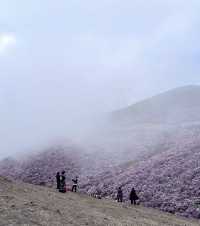 涼山的索瑪花【高山杜鵑】開了！