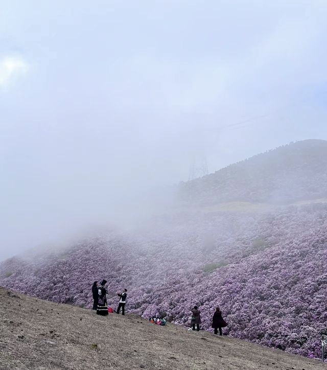 涼山的索瑪花【高山杜鵑】開了！