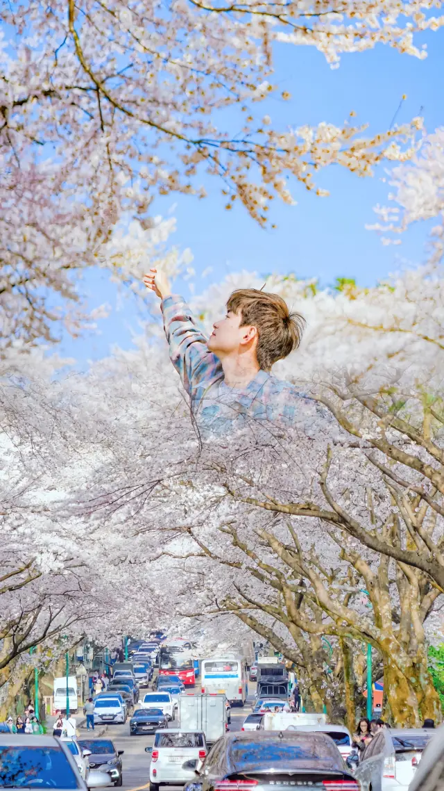 Korea | It's not me who is romantic, it's the cherry blossoms that spread like a sea