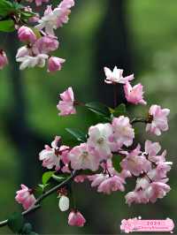 Bellinis Cherry Blossom 🌺🍃