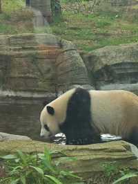 帶娃來武漢動物園熊貓啦