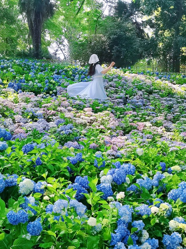 南京追花 |中山植物園的繡球已經美得……！！