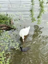 遊走上海：春日漫遊迪士尼星願公園