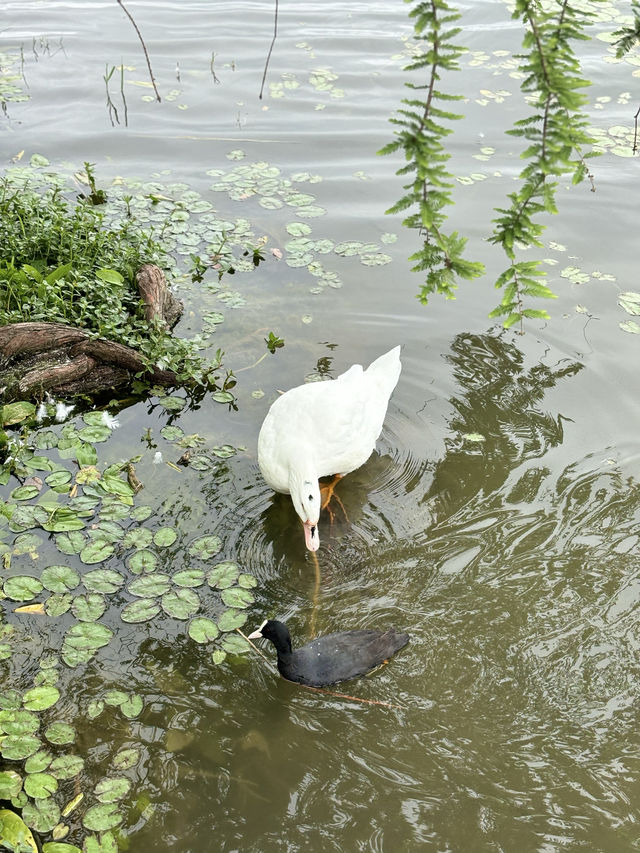 遊走上海：春日漫遊迪士尼星願公園