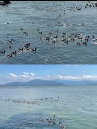 綠野仙踪：紅樹林下的詩意漫步