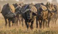南非  克魯格國家公園  Kruger National Park