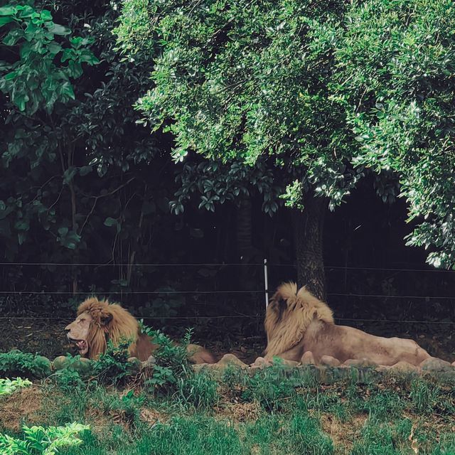 湖州——龍之夢動物園自駕區