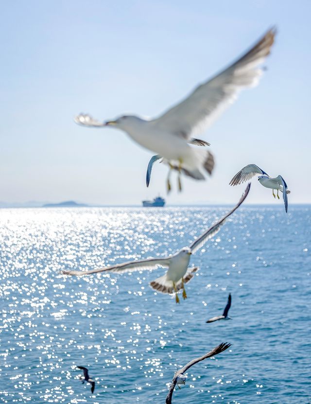 海驴岛避暑真出片 碧蓝海喂海鸥完全攻略︎