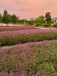 在佛山市區我找到了隱藏起來的花海公園