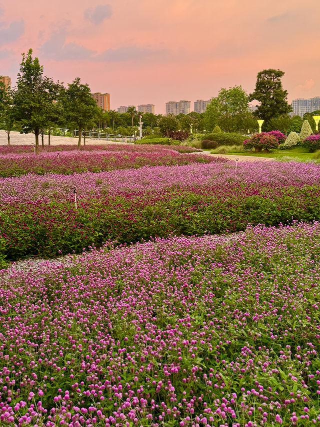 在佛山市區我找到了隱藏起來的花海公園