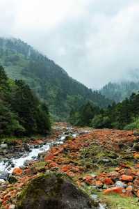 雅安二郎山喇叭河景區