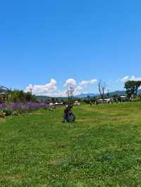拉市海茶馬古道