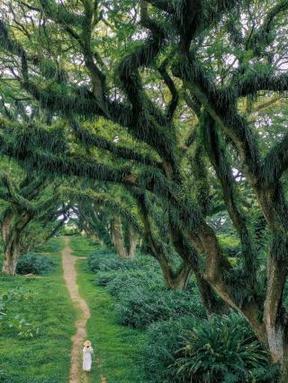 De Djawatan Forest -Banyuwangi Indonesia❤️🥰