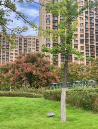 碧波蕩漾，柳岸風輕：泰安泮河公園，城市綠肺裡的閒適時光。