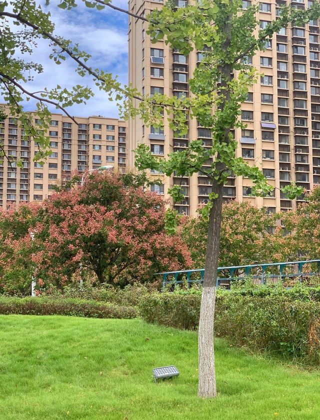 碧波蕩漾，柳岸風輕：泰安泮河公園，城市綠肺裡的閒適時光。
