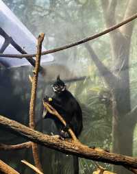 美國芝加哥｜林肯動物園。