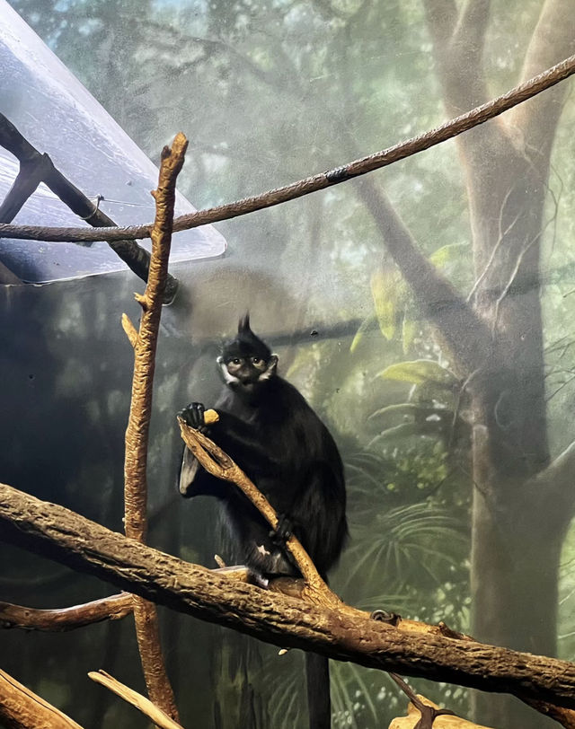 美國芝加哥｜林肯動物園。