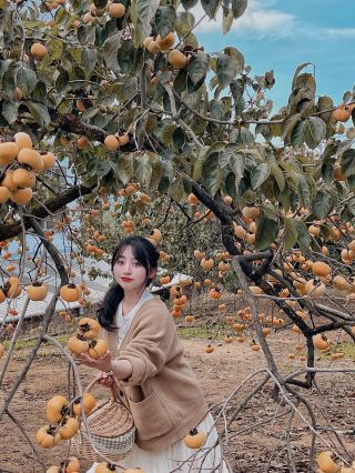 Go to Gongcheng to pick persimmons on the weekend... It's so beautiful and photogenic!