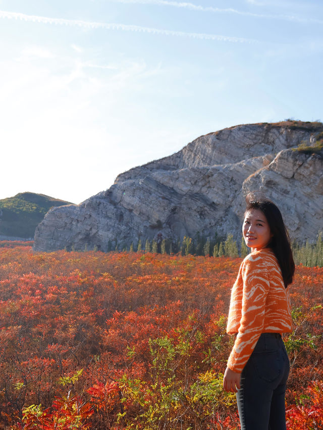 滿山紅遍日照金山紅葉谷太震撼了。