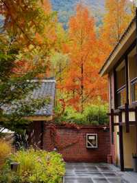 足不出戶，住水杉美宿，賞秦嶺最美鄉村公路。