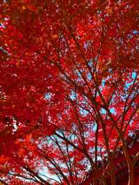 11月5日實況 紫竹院紅葉已全面登場。