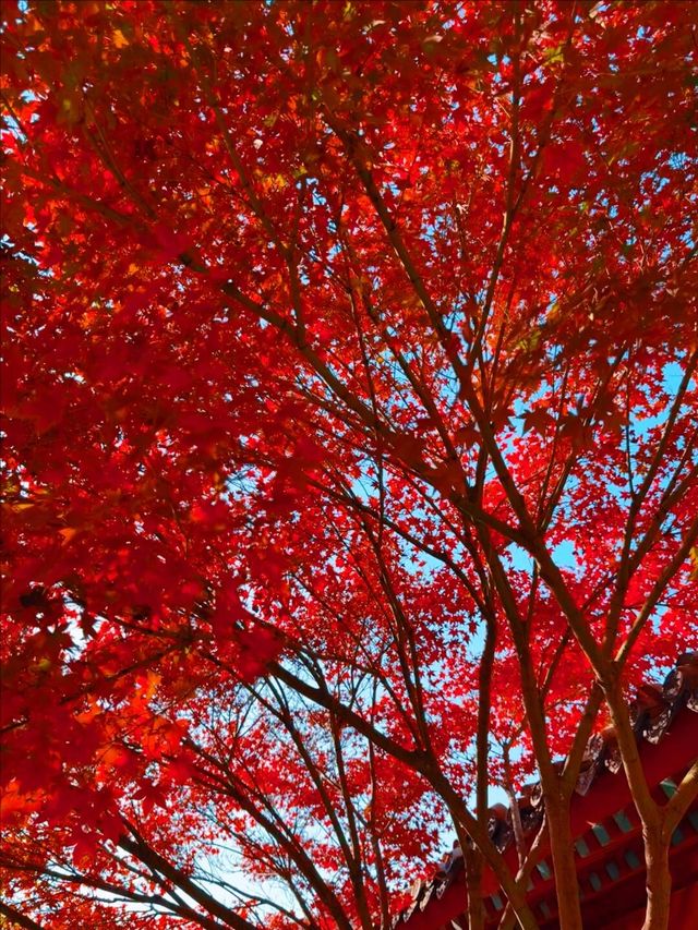 11月5日實況 紫竹院紅葉已全面登場。