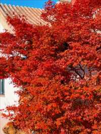 11月5日實況 紫竹院紅葉已全面登場。