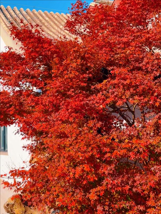 11月5日實況 紫竹院紅葉已全面登場。