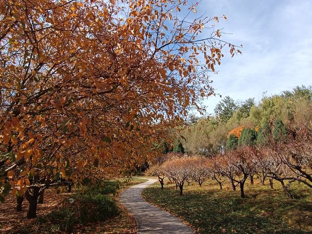 北小河公園的秋天。