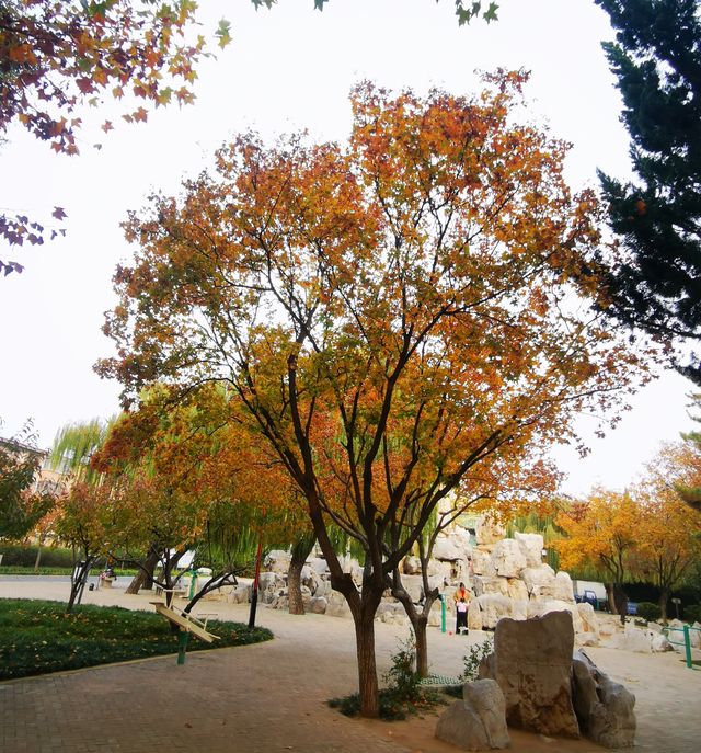 安丘市人民公園。