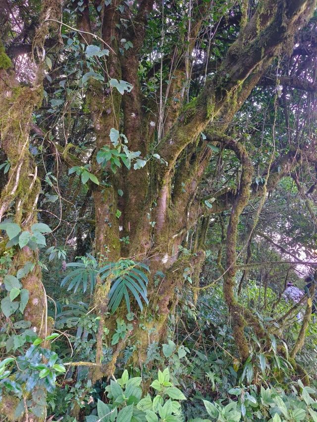 騰衝高黎貢山不上班就進山。