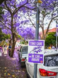 Catch the Last Jacaranda Bloom in Sydney this November | Kirribilli