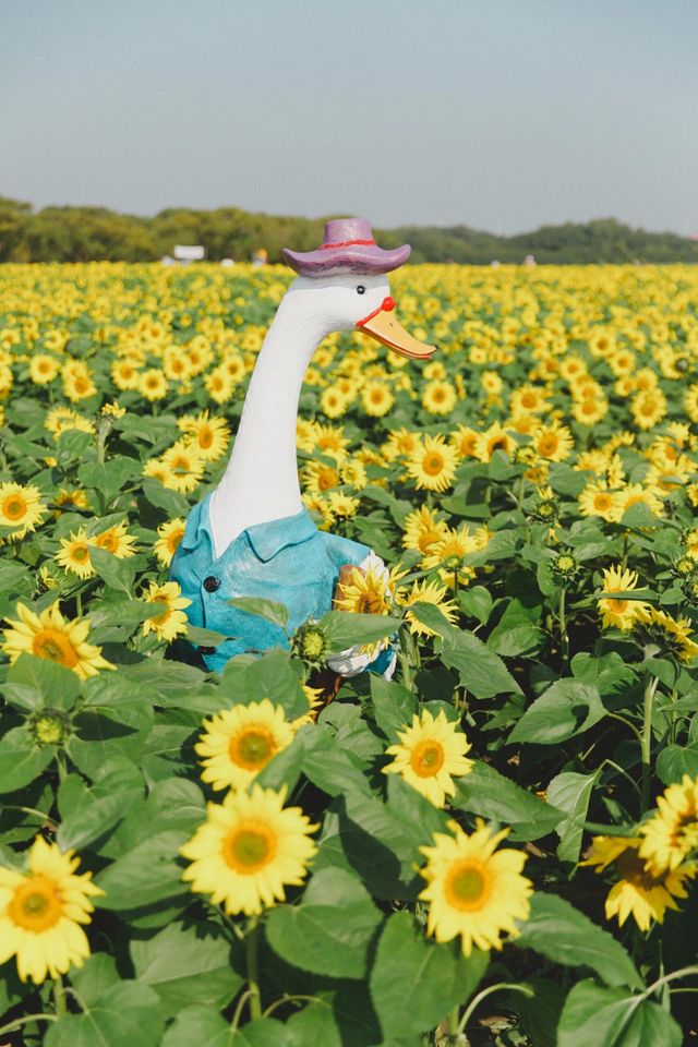 蘇州｜快去！ 百畝花海。