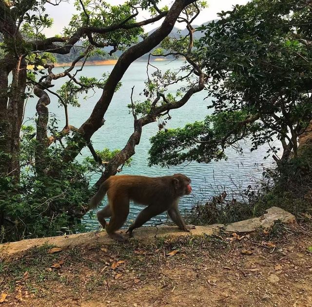 自然佳地  城門水塘。