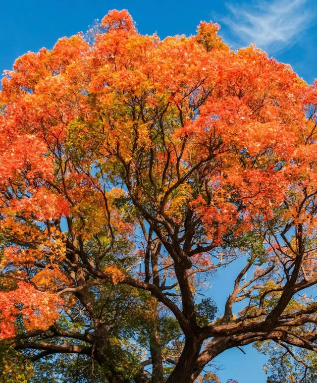 不知天上「神樹」，今夕是何年？五角楓紅葉，不愧是你！。