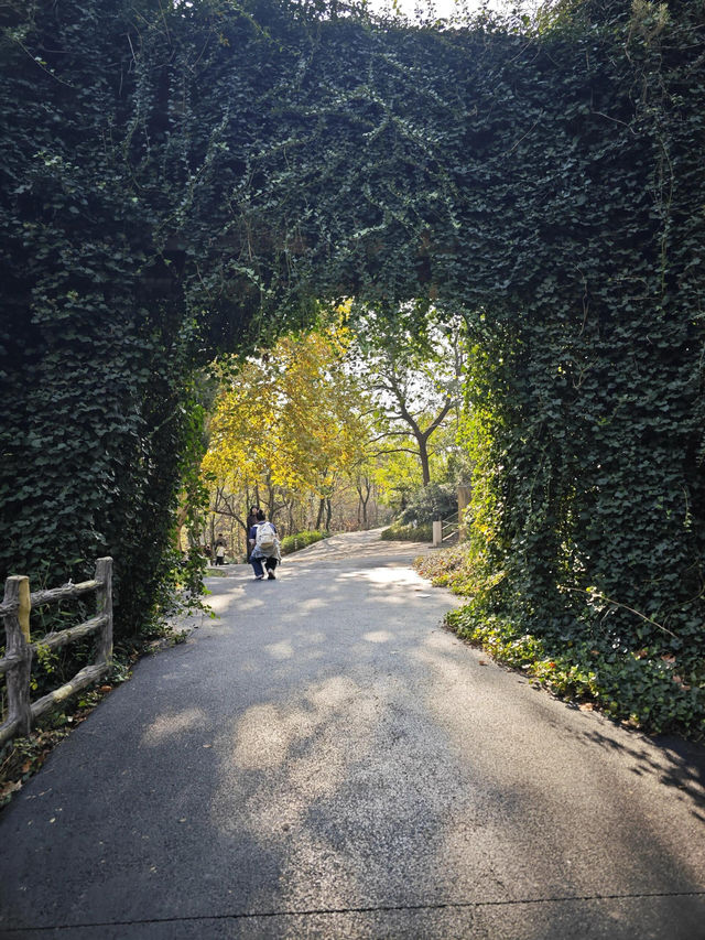 南京老山森林公園 | 親子秋遊寶藏地 。