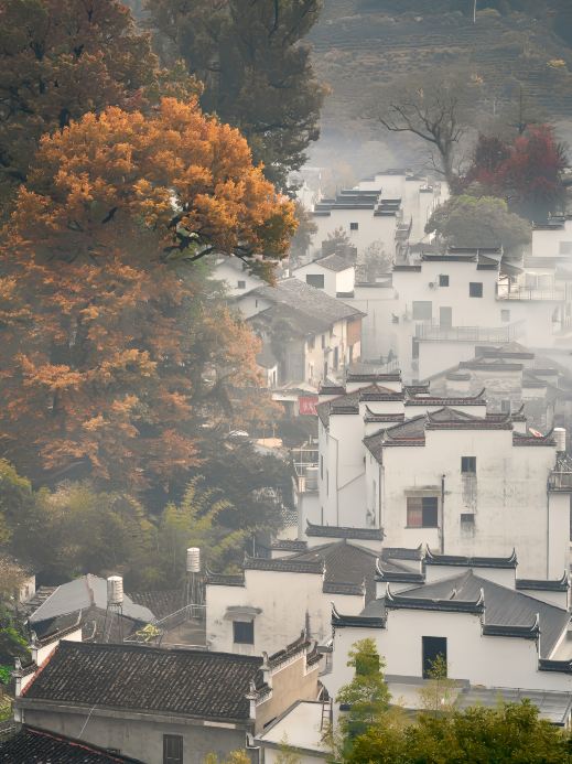 石城晨雾红枫 参考图 4