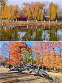 冬天來青島｜世紀公園的楓葉杉樹很驚艷（附攻略）