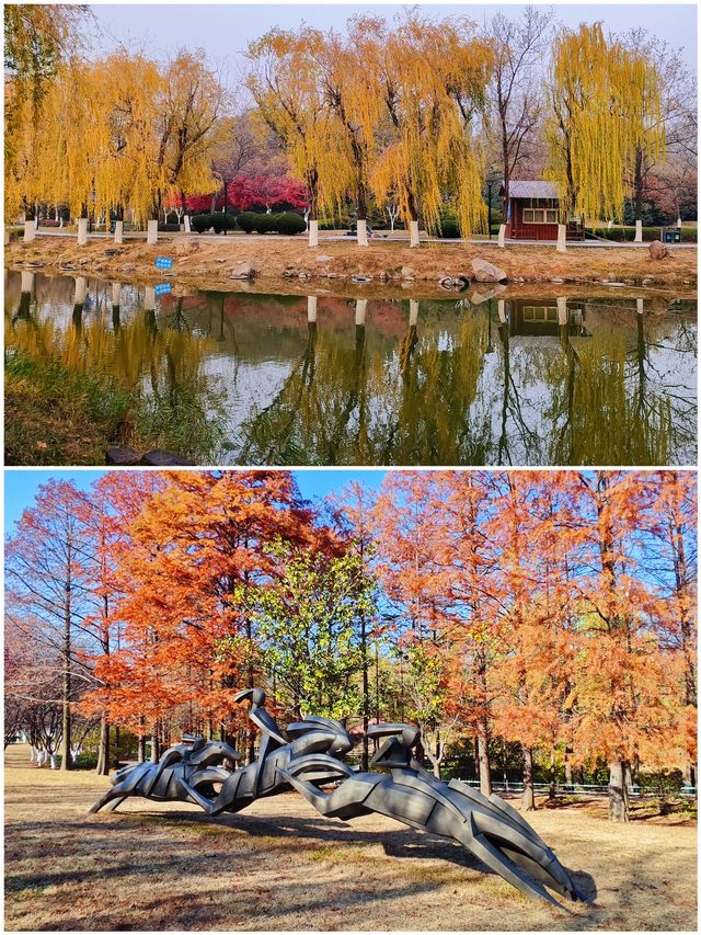 冬天來青島｜世紀公園的楓葉杉樹很驚艷（附攻略）