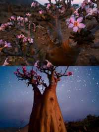 塞爾達現實版，地球上最像外星的島
