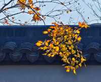 打卡濱江森林公園滈園