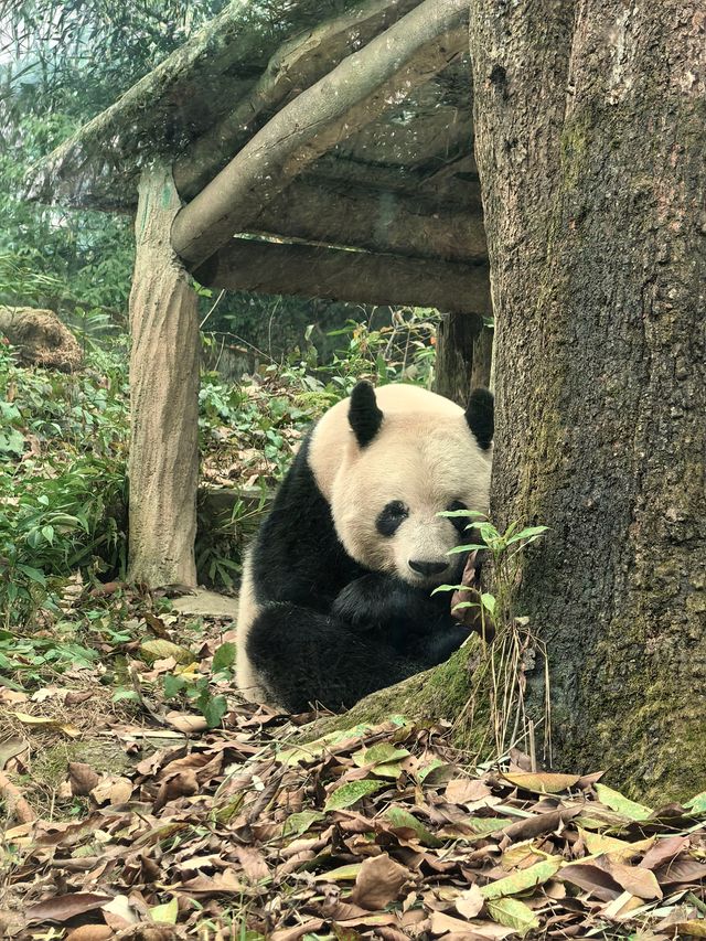 大熊貓基地