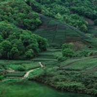 杭州龍坞茶村：茶香四溢，山水間的世外桃源