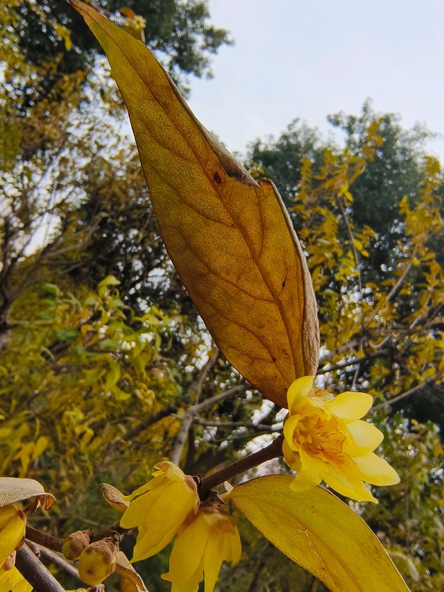 小眾公園有臘梅展
