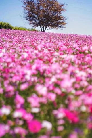 The most beautiful mountain flowers in Yesan-gun are about to bloom again
